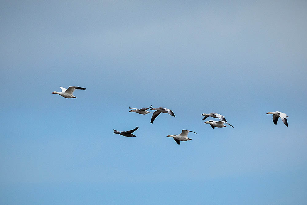Snow Goose (Anser caerulescens)