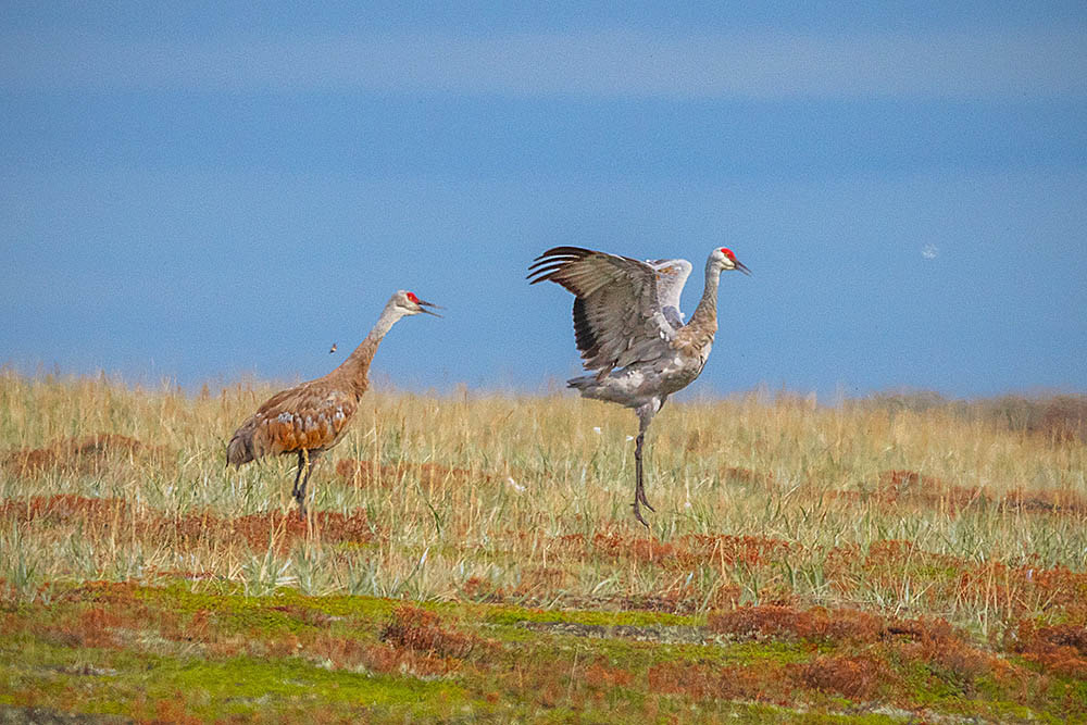 Sandhill Crane (Antigone canadensis)