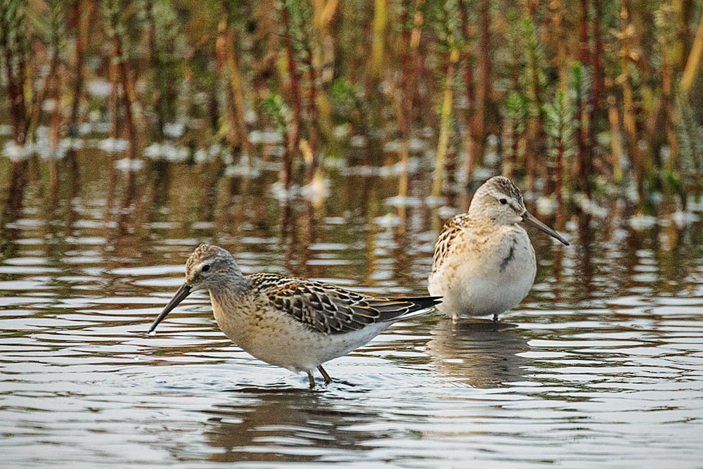 Dunlin (Calidris alpina)