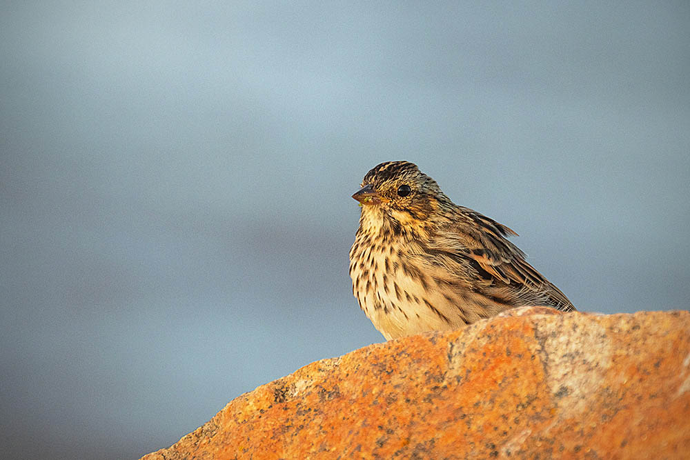 Savannah Sparrow (Passerculus sandwichensis)