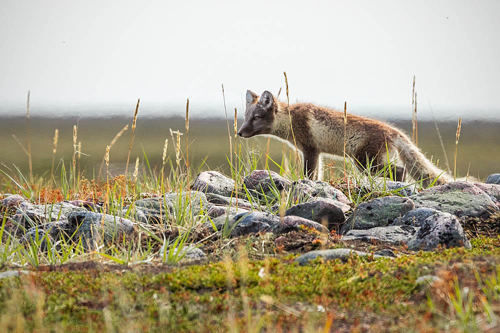 Arctic Fox (Vulpes lagopus)