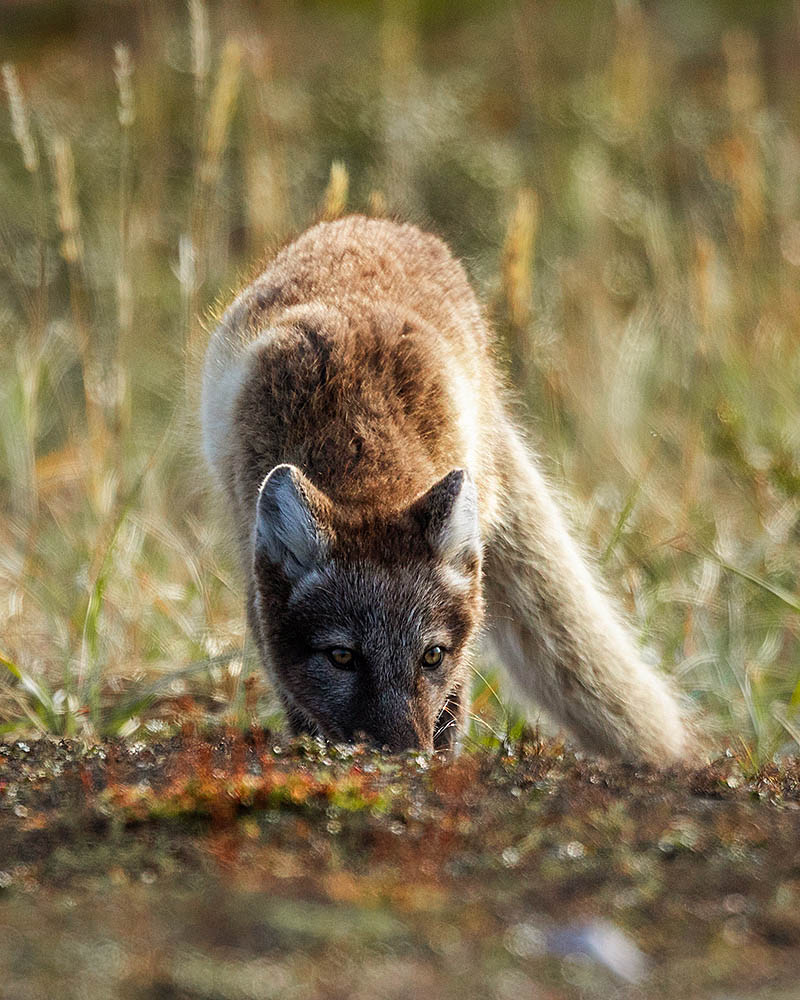 Arctic Fox (Vulpes lagopus)