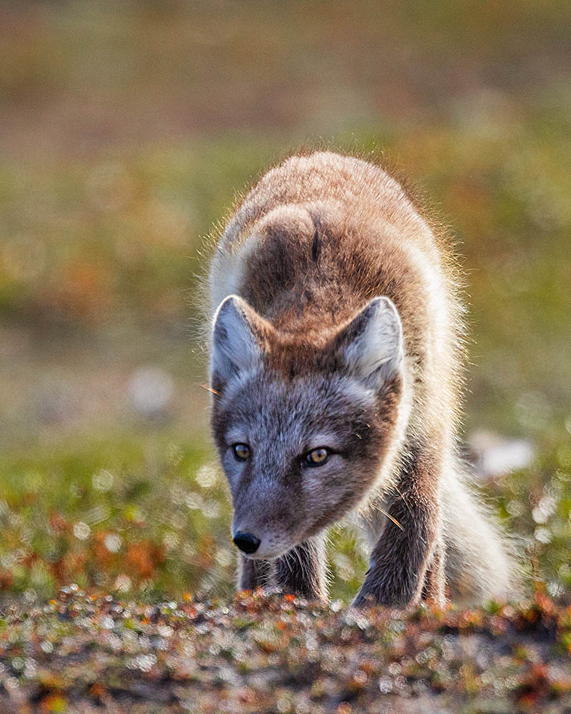 Arctic Fox (Vulpes lagopus)