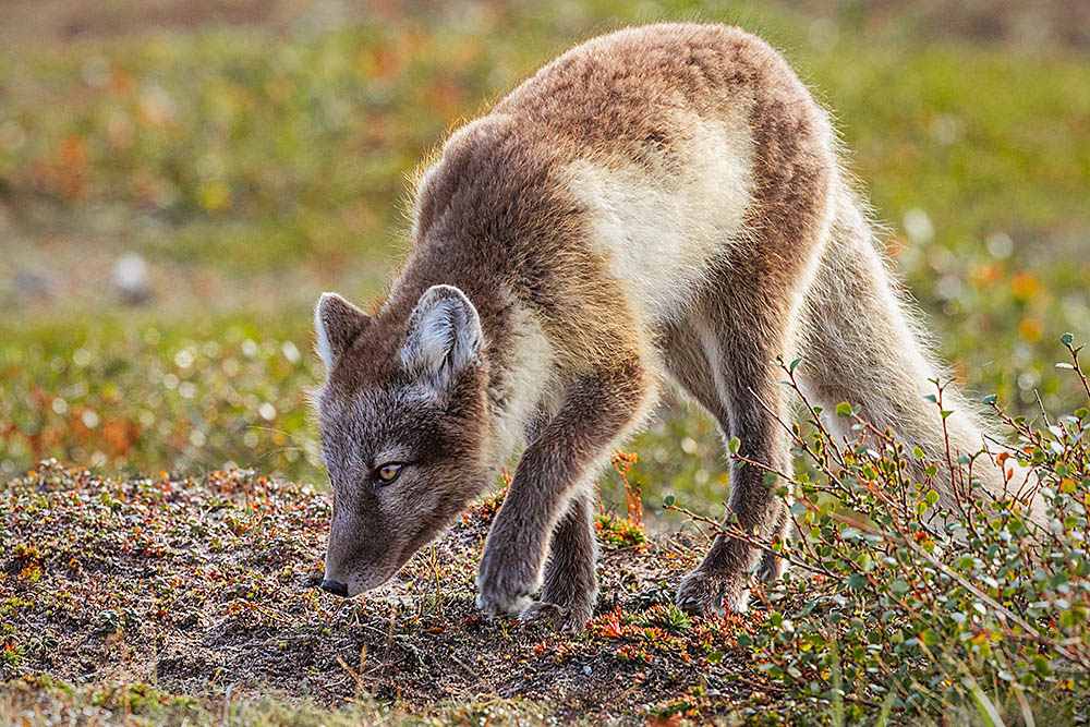 Arctic Fox (Vulpes lagopus)