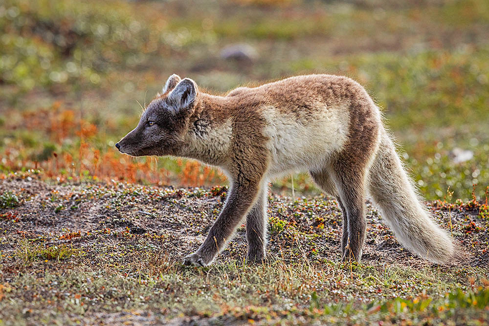 Arctic Fox (Vulpes lagopus)