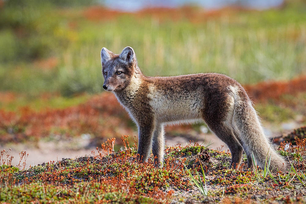 Arctic Fox (Vulpes lagopus)