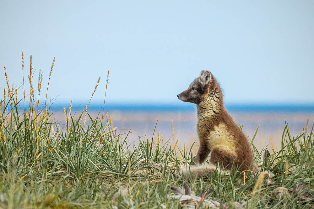 Arctic Fox (Vulpes lagopus)