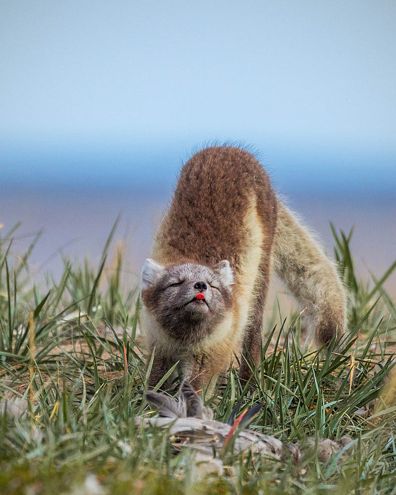 Arctic Fox (Vulpes lagopus)