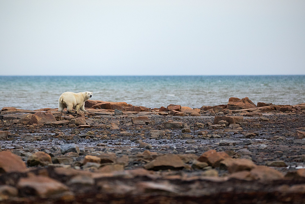 Polar Bear (Ursus maritimus)