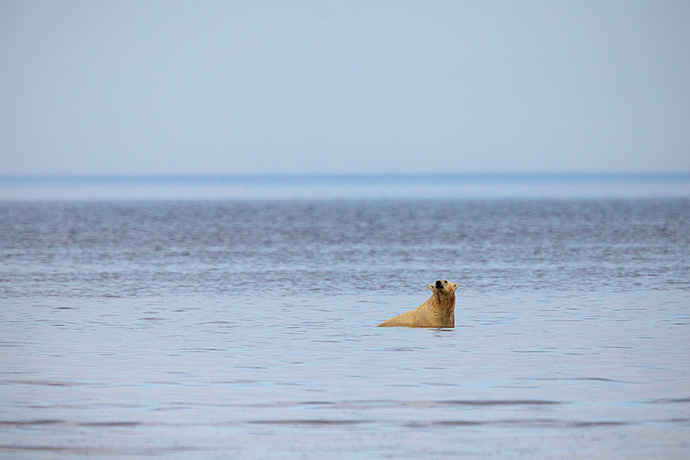Polar Bear (Ursus maritimus)