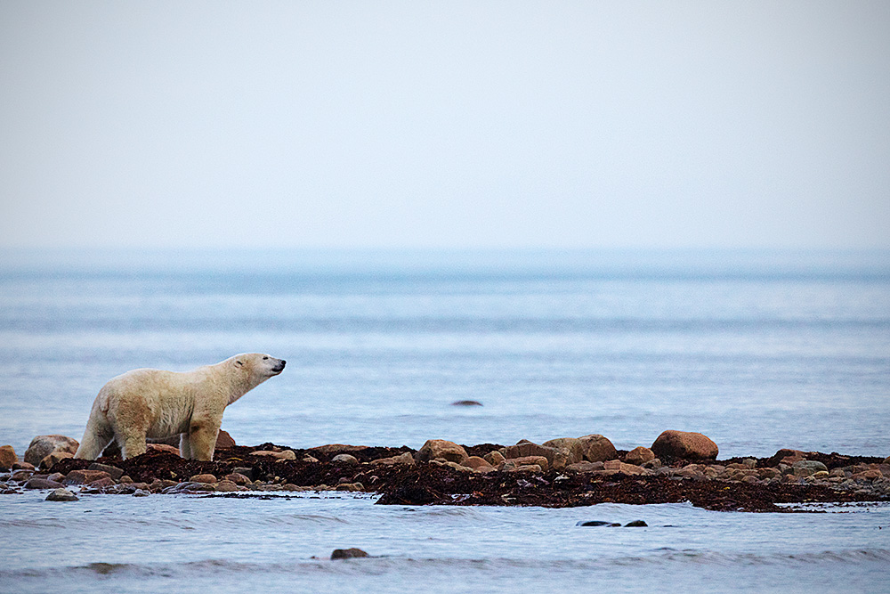 Polar Bear (Ursus maritimus)