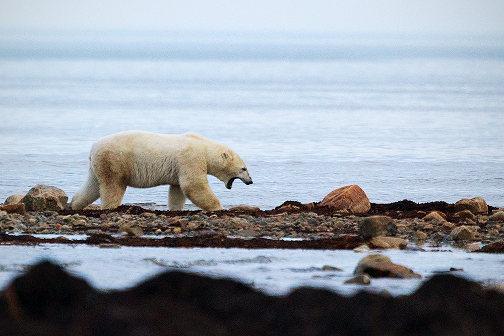 Polar Bear (Ursus maritimus)