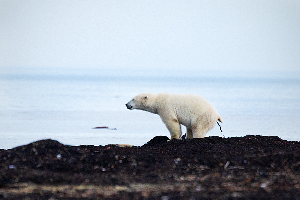 Polar Bear (Ursus maritimus)