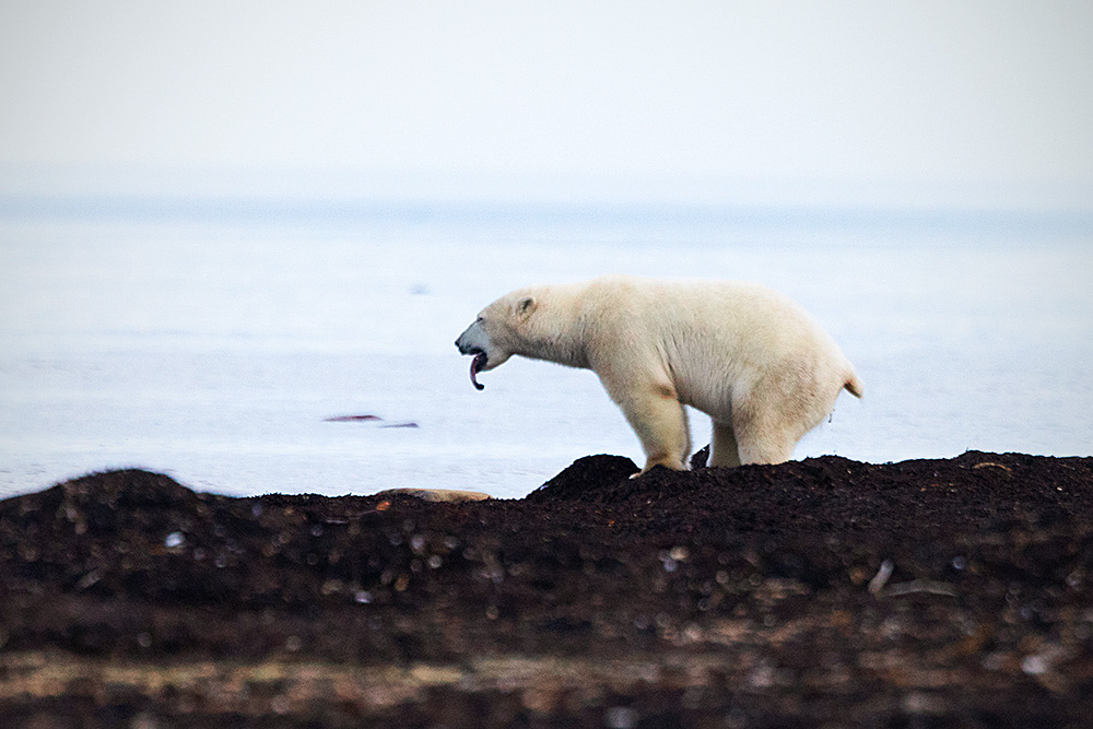 Polar Bear (Ursus maritimus)