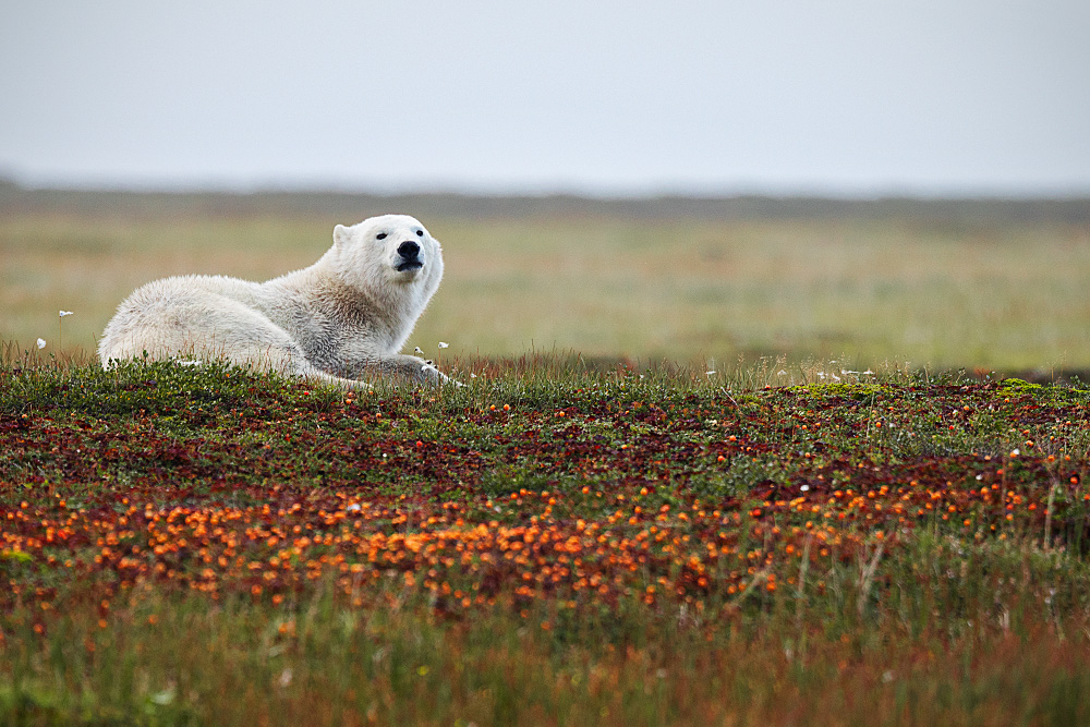 Polar Bear (Ursus maritimus)