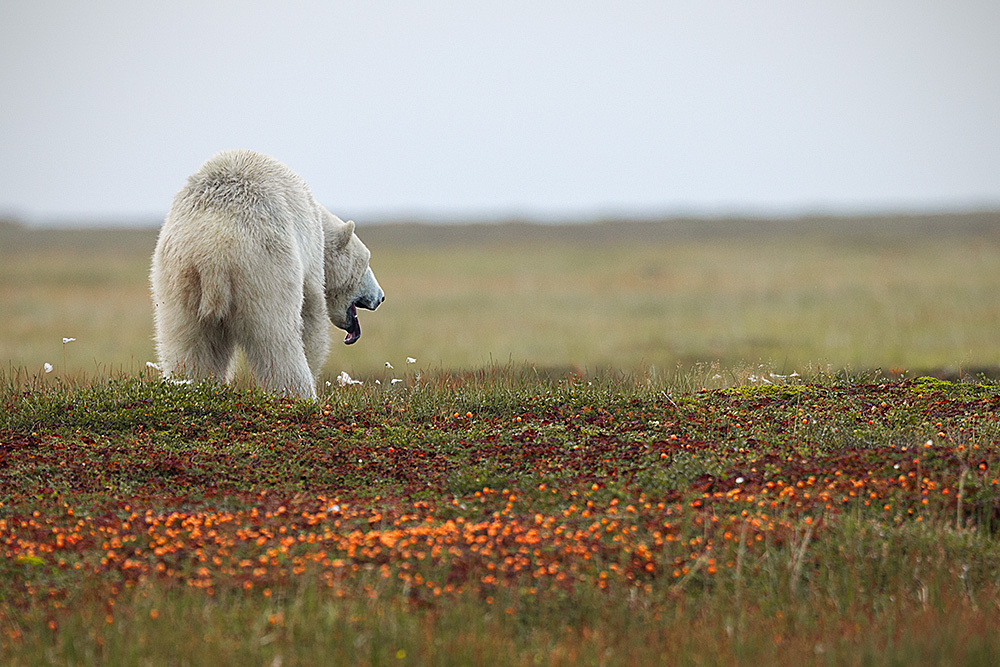Polar Bear (Ursus maritimus)