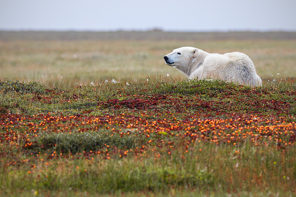 Polar Bear (Ursus maritimus)