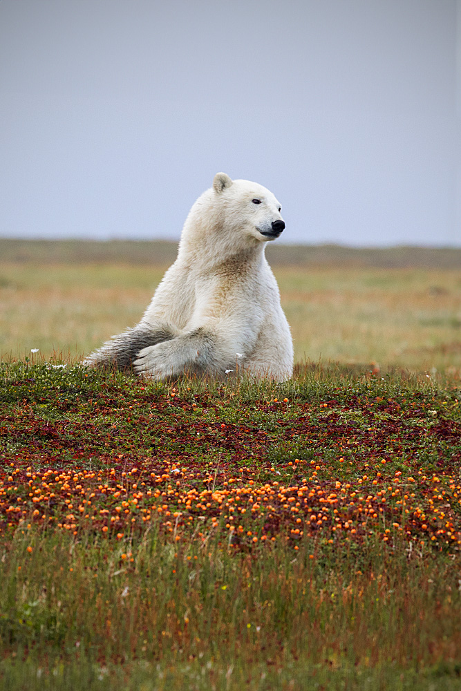 Polar Bear (Ursus maritimus)
