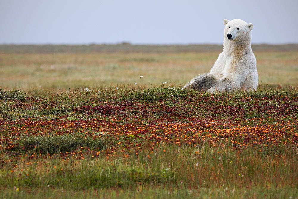Polar Bear (Ursus maritimus)