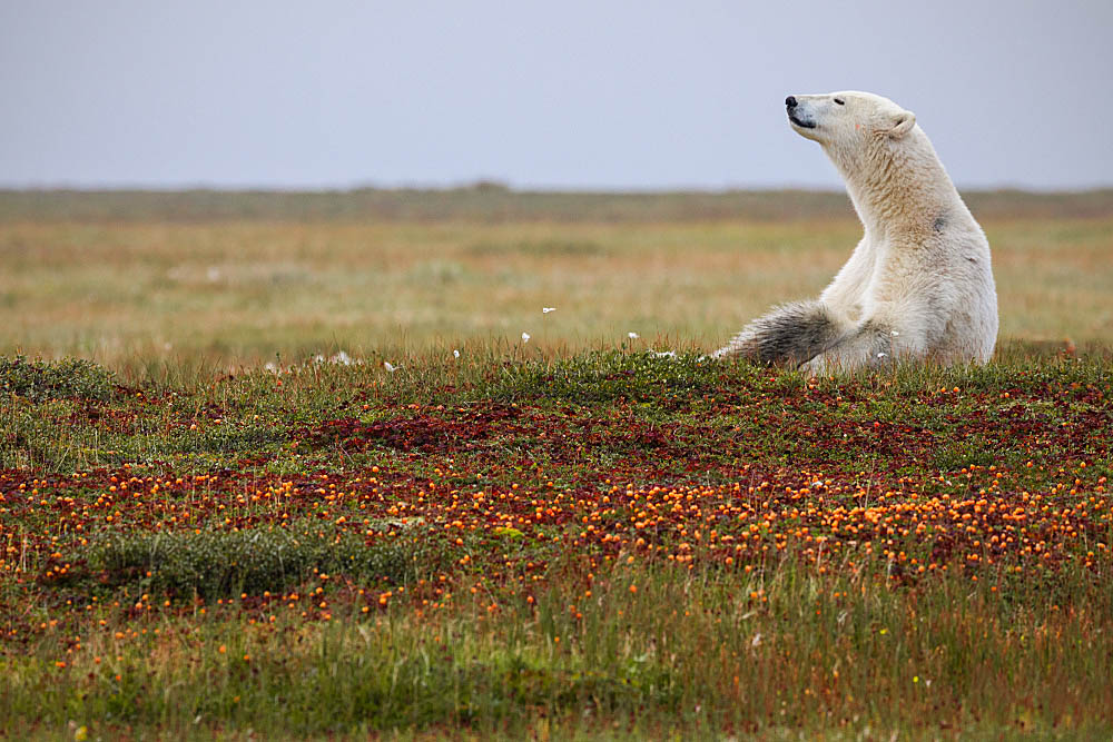 Polar Bear (Ursus maritimus)