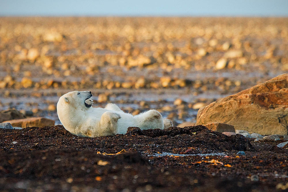 Polar Bear (Ursus maritimus)