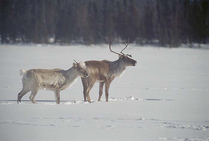 Caribou (Rangifer tarandus)