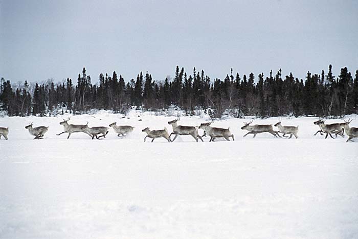 Caribou (Rangifer tarandus)