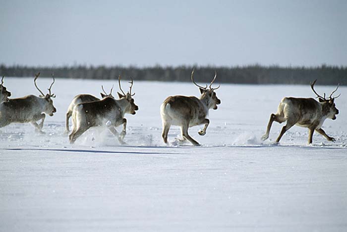 Caribou (Rangifer tarandus)