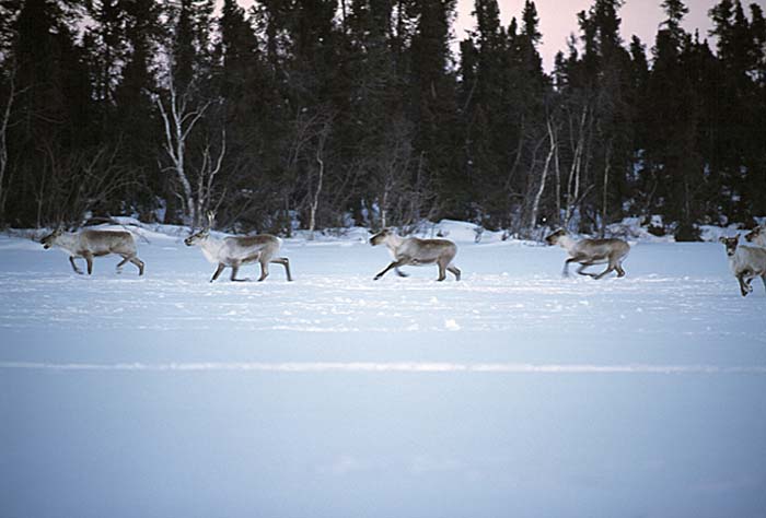 Caribou (Rangifer tarandus)