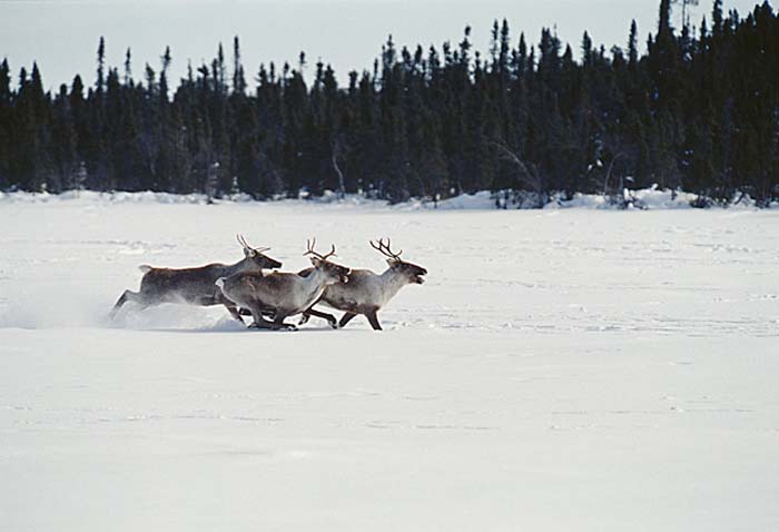 Caribou (Rangifer tarandus)