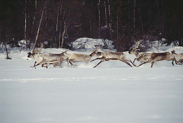 Caribou (Rangifer tarandus)