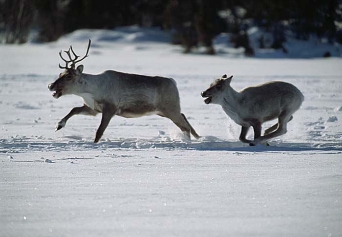 Caribou (Rangifer tarandus)