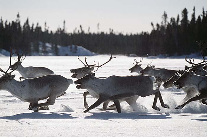 Caribou (Rangifer tarandus)
