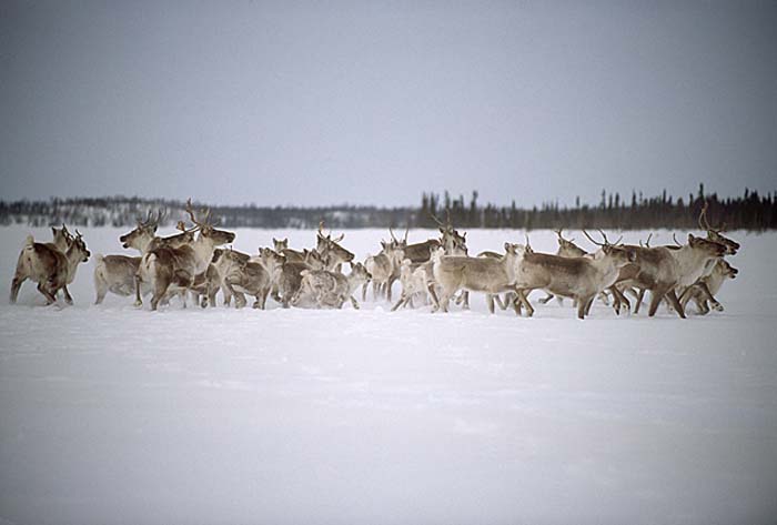 Caribou (Rangifer tarandus)