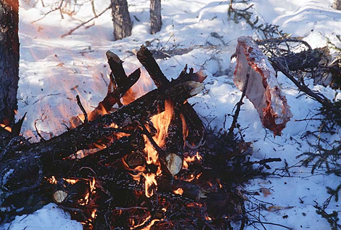 Caribou (Rangifer tarandus)