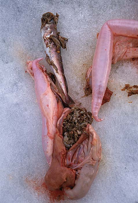 Inuit life in the Arctic.