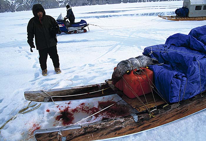 Inuit life in the Arctic.