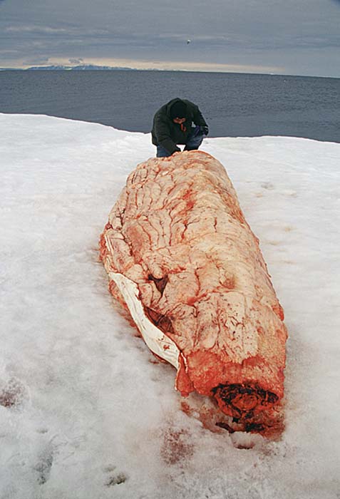 Inuit life in the Arctic.