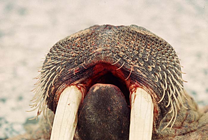 Inuit life in the Arctic.