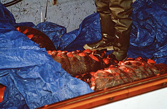 Inuit life in the Arctic.
