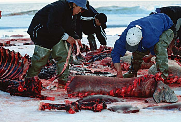 Inuit life in the Arctic.