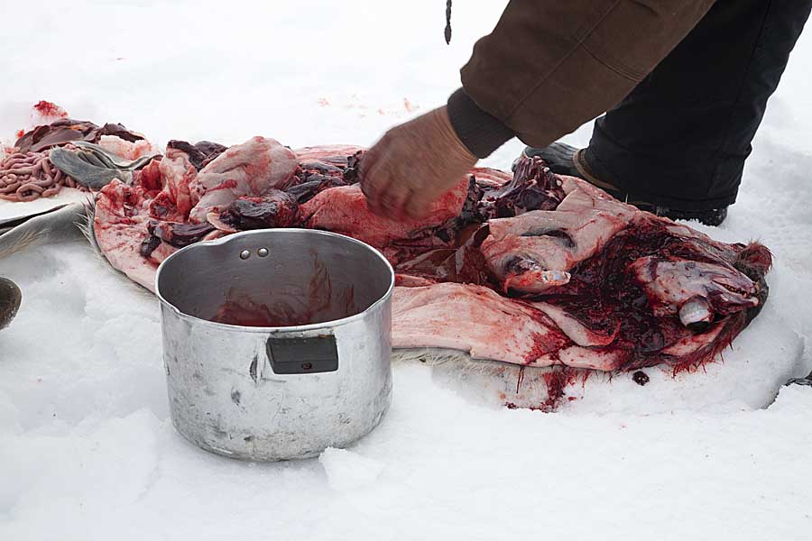 Inuit hunter cutting up Ringed Seal (Phoca hispida)