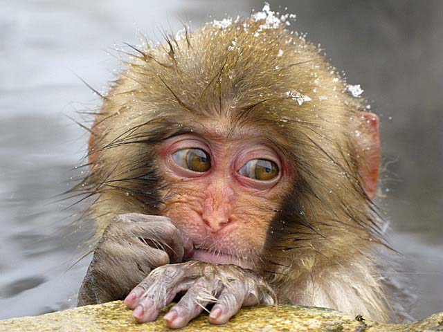 Japanese Snow Monkey (Macaca fuscata)