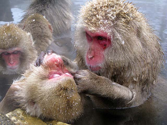 Japanese Snow Monkey (Macaca fuscata)