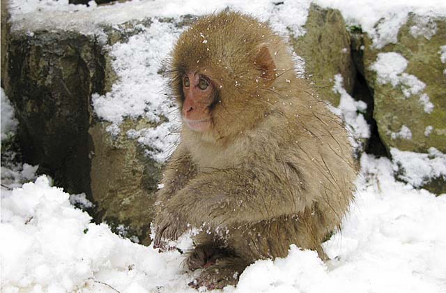 Japanese Snow Monkey (Macaca fuscata)