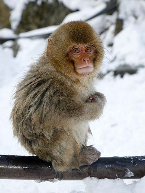Japanese Snow Monkey (Macaca fuscata)