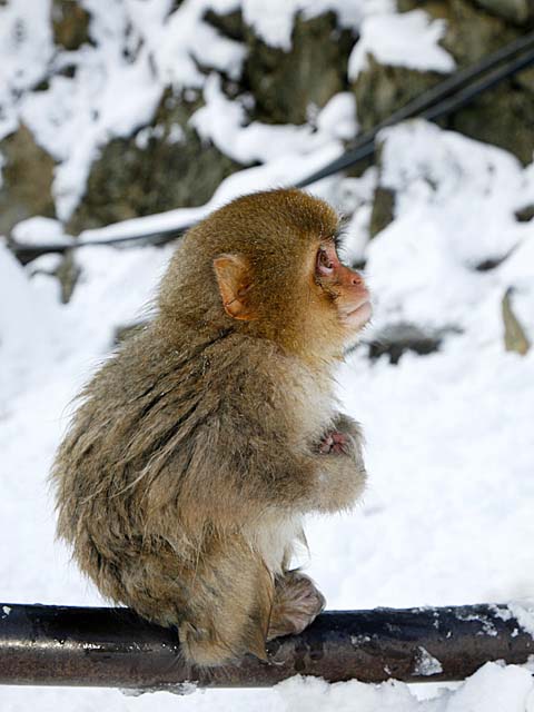 Japanese Snow Monkey (Macaca fuscata)