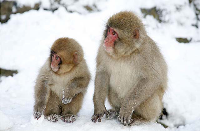 Japanese Snow Monkey (Macaca fuscata)