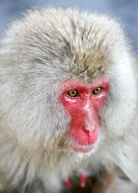 Japanese Snow Monkey (Macaca fuscata)