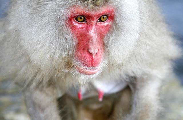 Japanese Snow Monkey (Macaca fuscata)